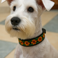 ✨ Collares Artesanales Huicholes para Mascotas ✨ CM02