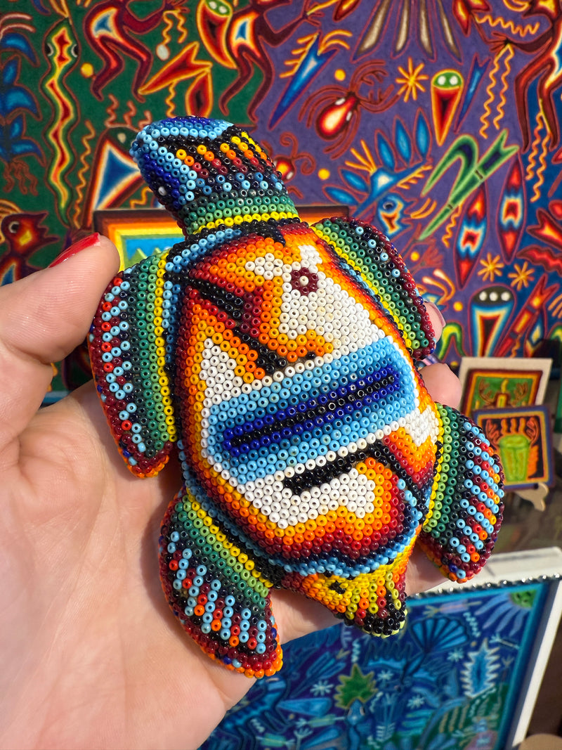 Tortue Chaquira FCH06